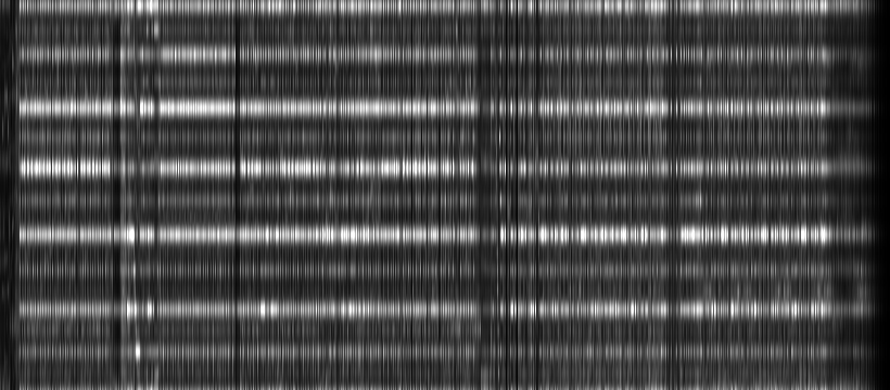 15_J+1_-_ Hectocotyle_Man